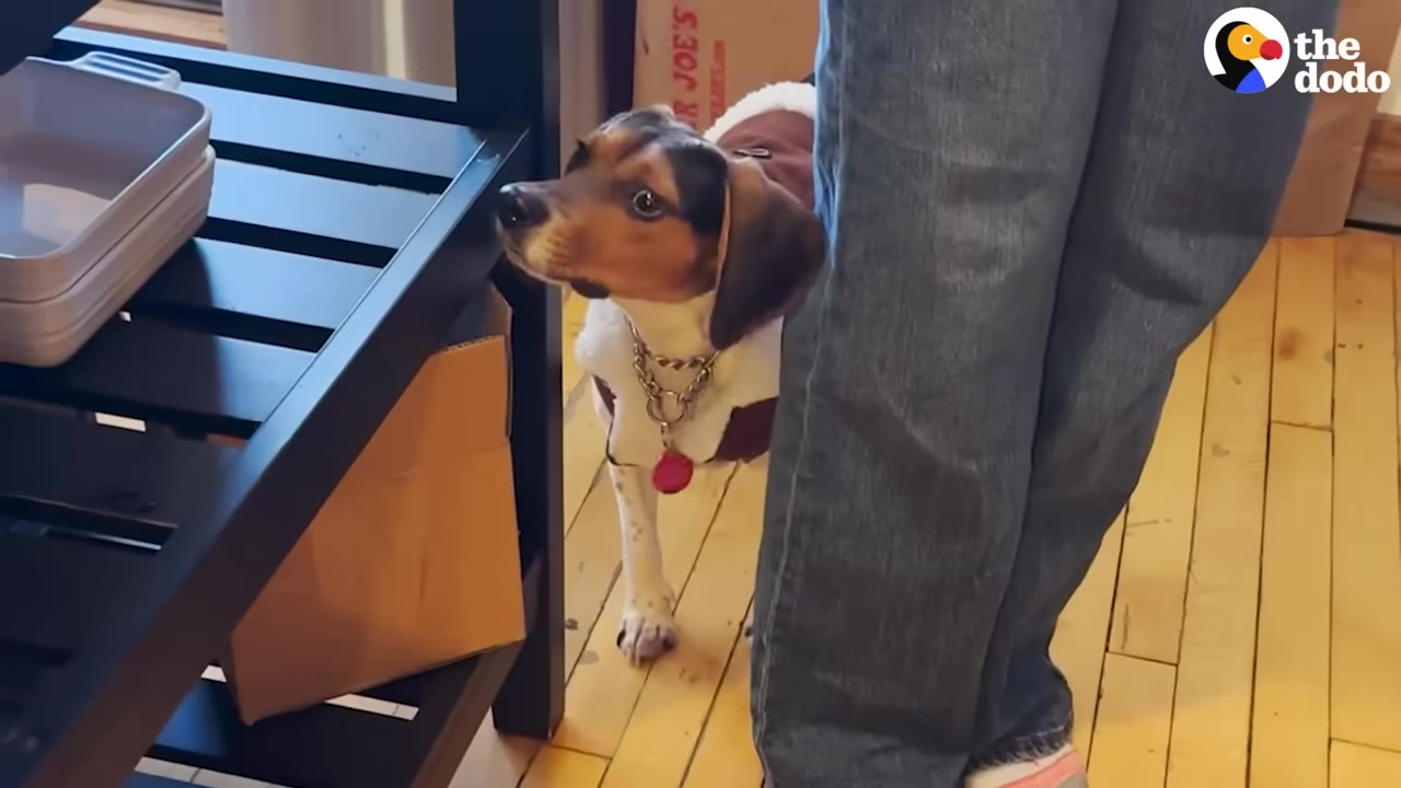 A small beagle wearing a brown and white jacket stands on a wooden floor, peeking out from behind a person's legs in blue jeans.