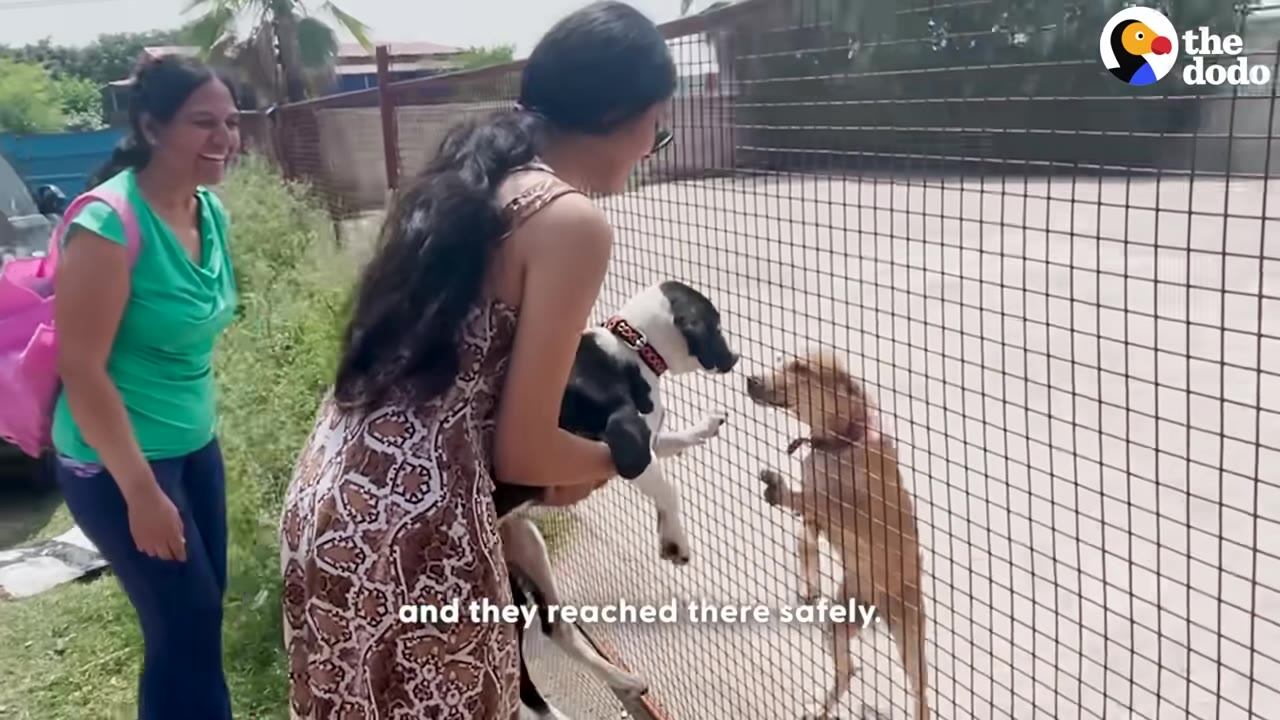 A woman in a patterned dress holds a black and white dog up to a wire fence, where a brown dog on the other side stands on its hind legs to greet them, while another woman in a green shirt smiles in the background.