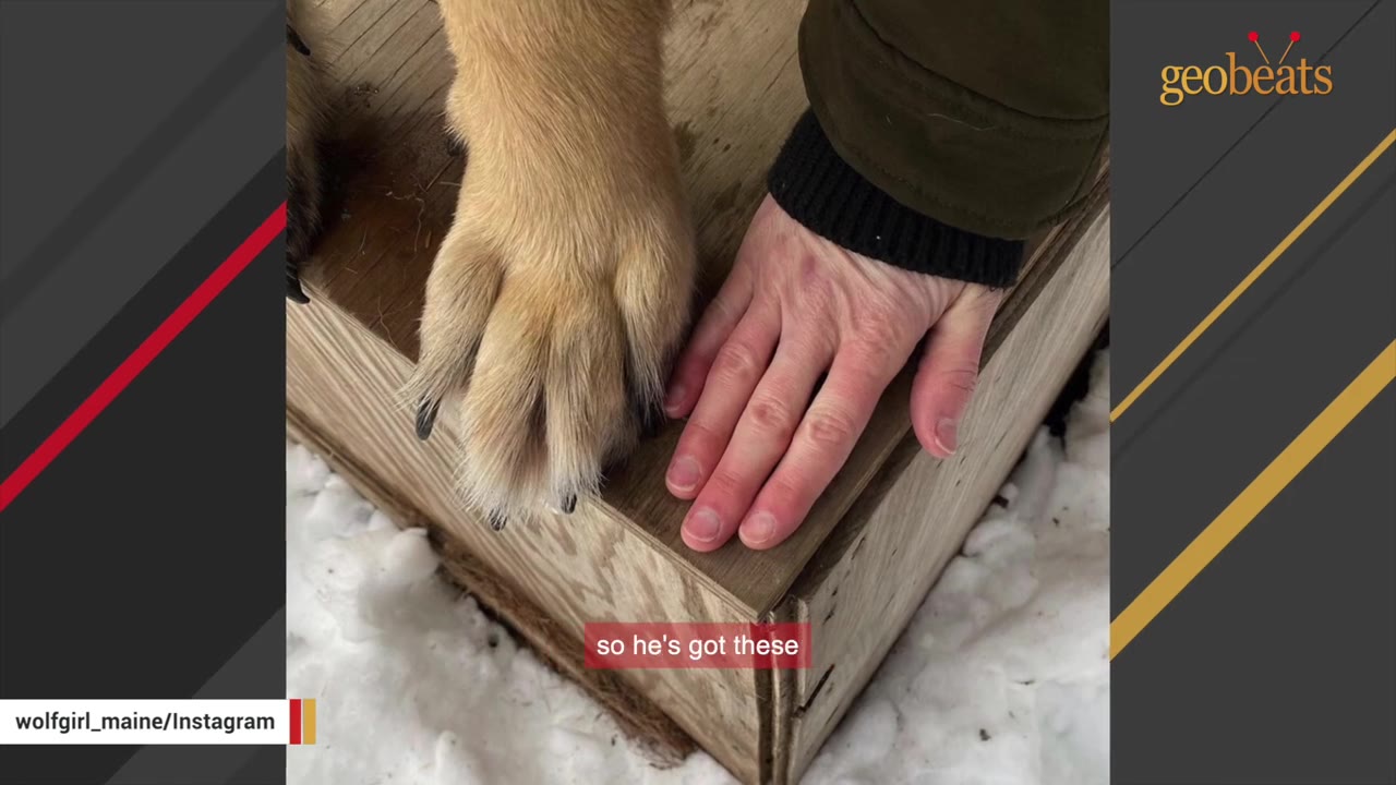 A close-up comparison of a large, furry animal paw with black claws next to an open human hand on a wooden surface.