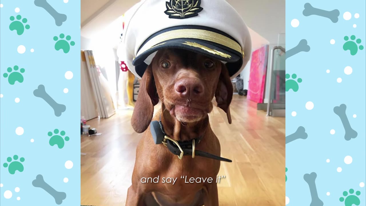 A brown dog wearing a white captain's hat looks directly at the camera.