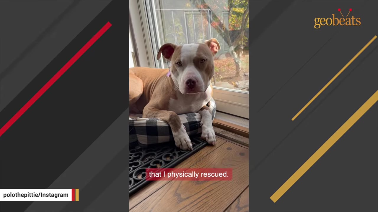 A tan and white pit bull mix lies on a plaid dog bed near a glass door, looking directly at the camera.