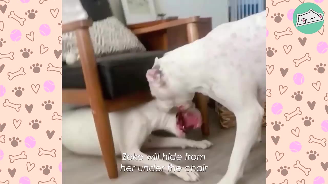 Two white dogs playing together indoors, with one dog playfully hiding under a wooden chair while the other dog nudges it.
