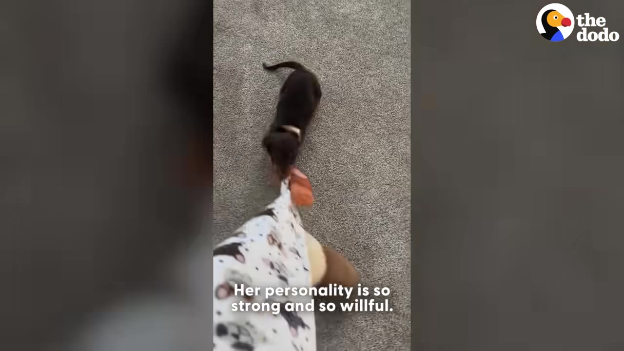 A small brown dachshund puppy on a grey carpet, biting onto a toy held by a person.
