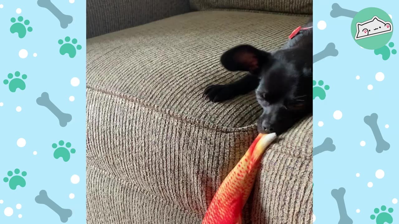 A small black dog lies on a textured beige couch, holding a colorful orange and yellow fish toy in its mouth.