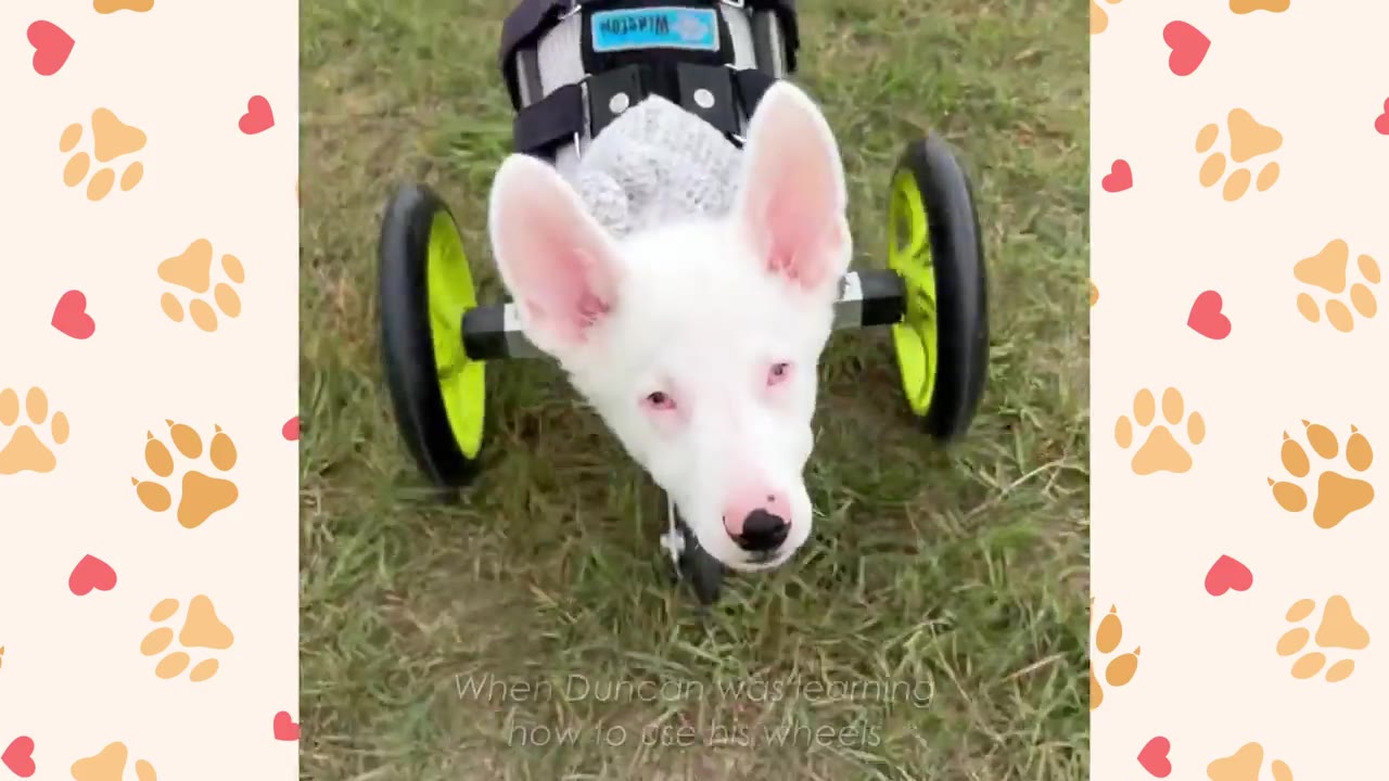 A close-up shot of Duncan, a white puppy with pink ears and nose, wearing a custom canine wheelchair with bright yellow wheels on a grassy field.