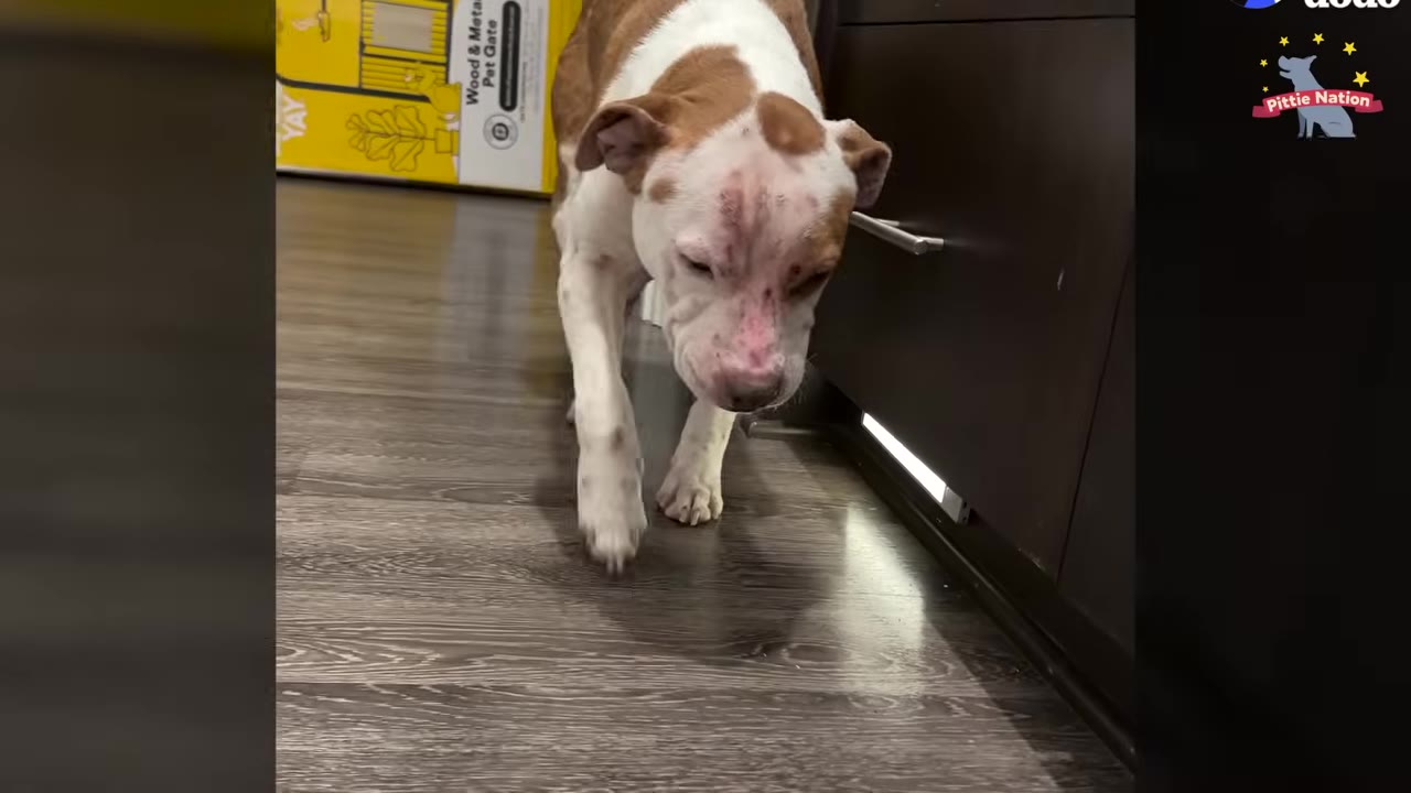 A brown and white dog with some pink skin irritation on its face walks slowly forward on a wooden floor.