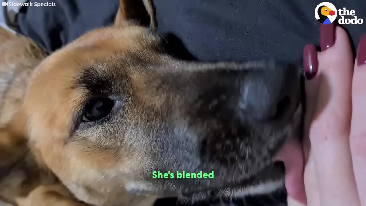 A close-up of a brown dog gently resting her snout near a person's hand with painted fingernails.