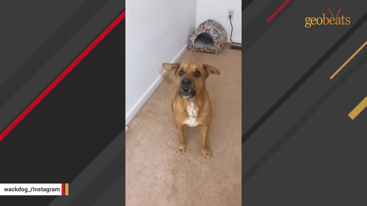 A brown dog with a white chest patch sits on a beige carpeted floor, looking up attentively.