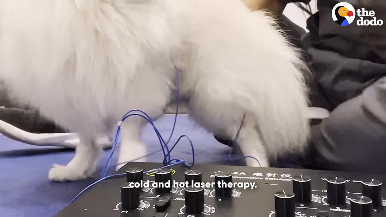 A fluffy white dog stands on a blue mat with blue wires attached to its back, connected to an acupuncture stimulator device in the foreground.