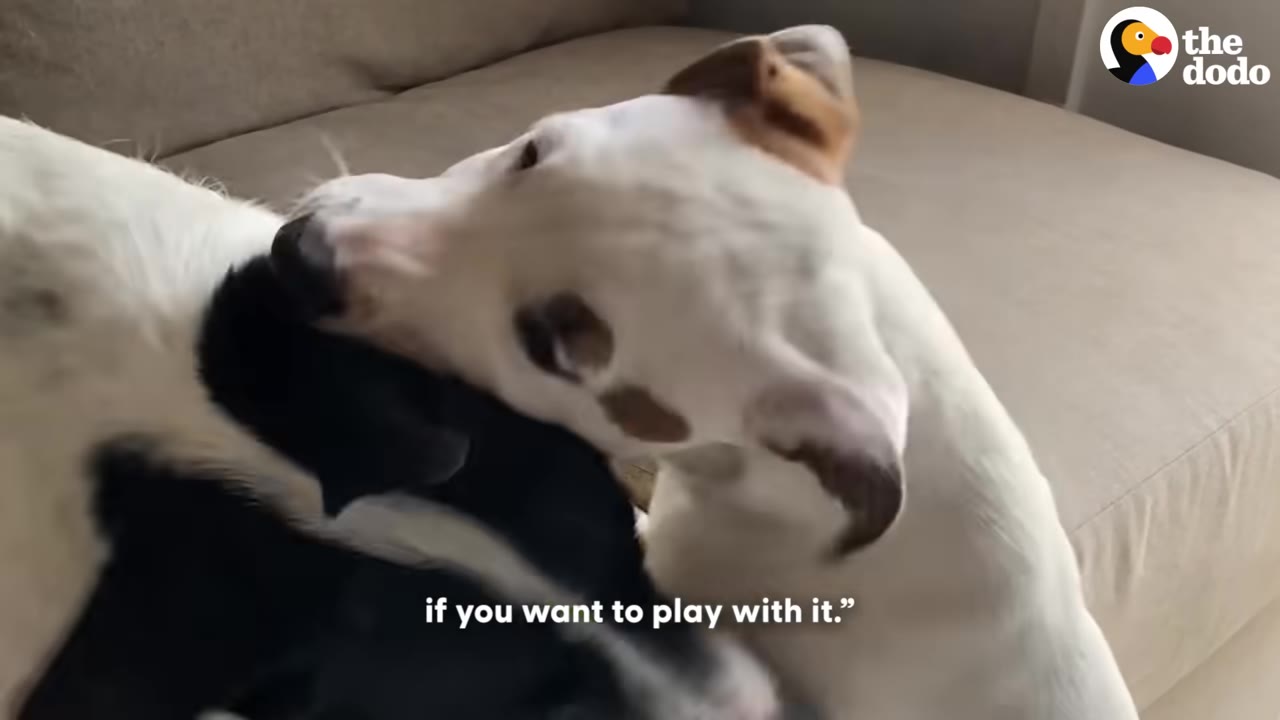 A close-up of two dogs playfully interacting on a couch, with one white dog with brown patches leaning its head over a black and white dog.