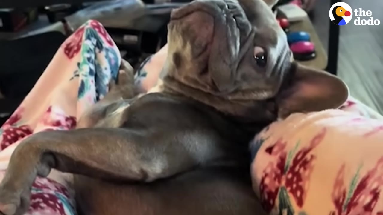 A small, grey French bulldog with a wrinkled face lies on a person's lap covered in floral-patterned pants, looking back over its shoulder with a wide-eyed, demanding expression.