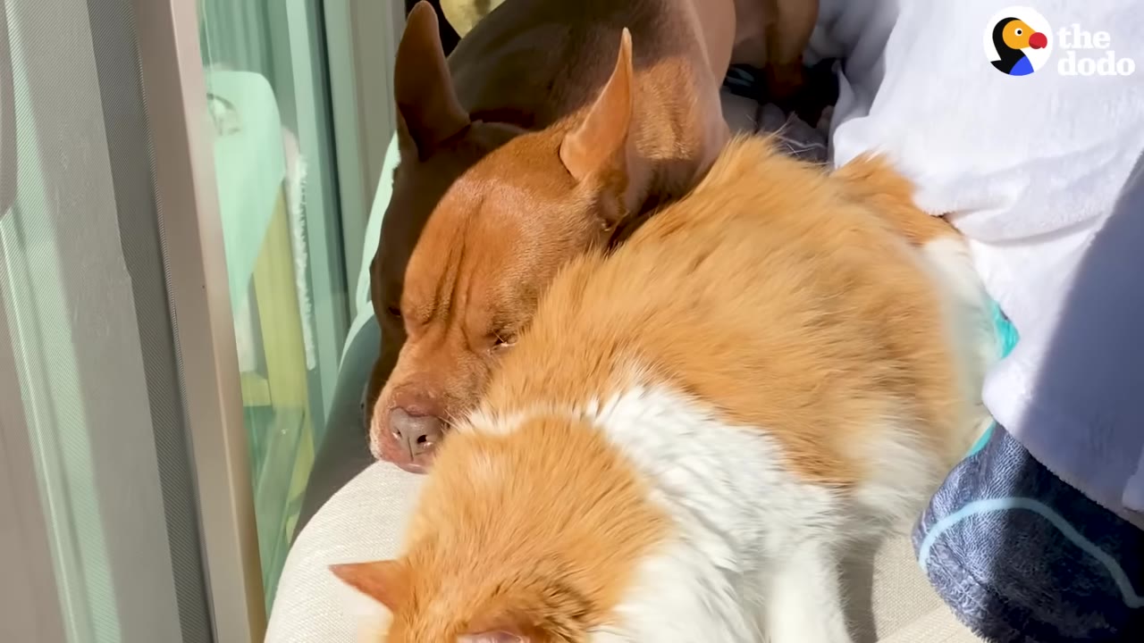 A brown dog rests its head peacefully on the back of a fluffy orange and white pet as they cuddle together.