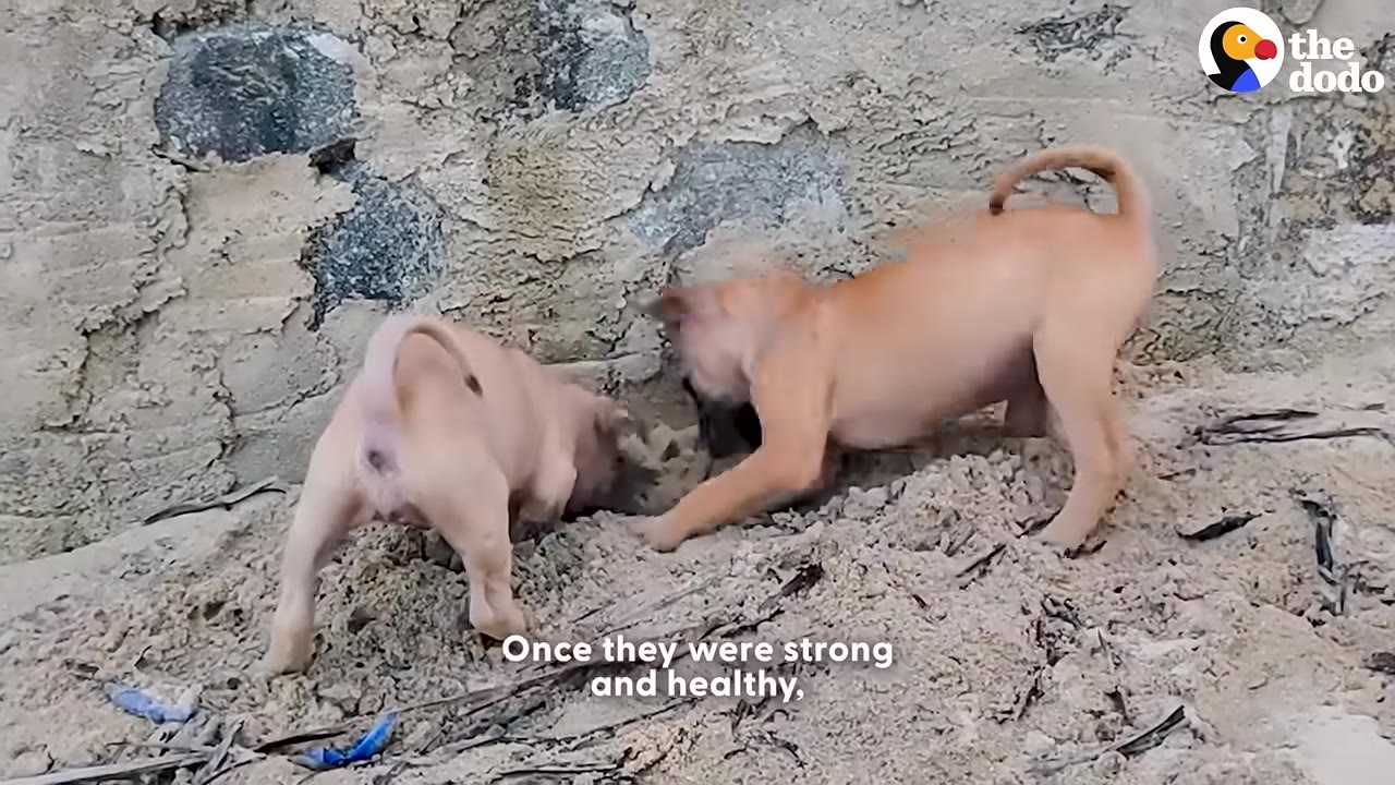 Two tan puppies digging in the sand outdoors next to a stone wall.
