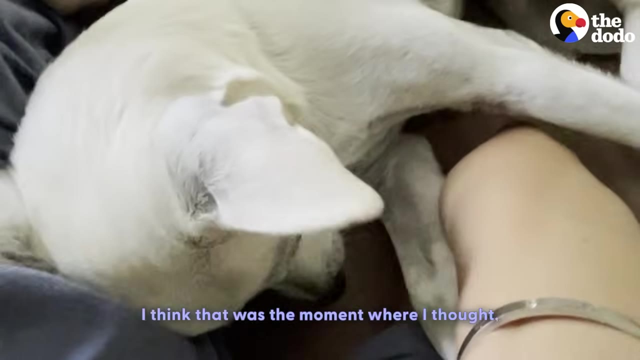 A close-up of a white dog resting comfortably on a person's lap, receiving affection.