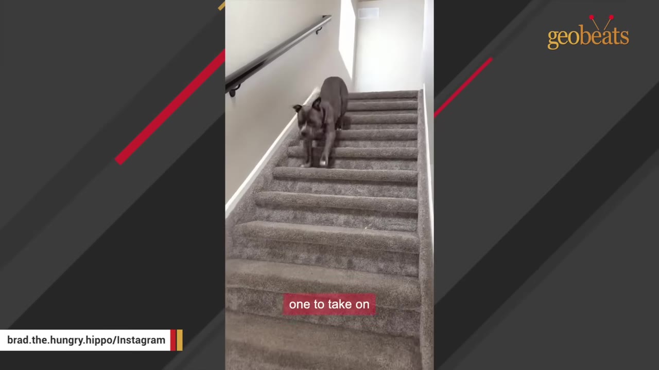 A grey pit bull dog walking down a carpeted staircase inside a house.