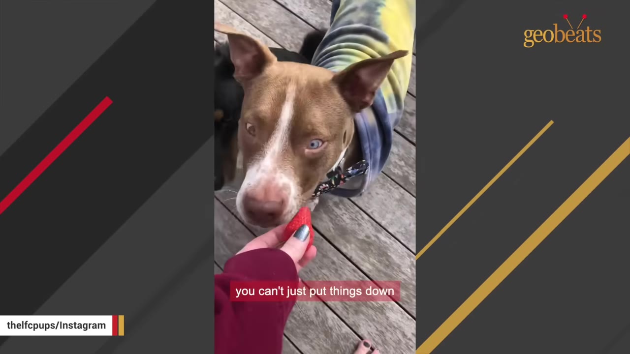 A brown and white dog with light blue eyes wearing a colorful sweater looks at a strawberry held by a person on a wooden deck.