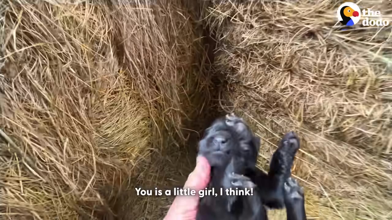 A hand gently cradles a small black puppy with its face visible against a background of hay bales.