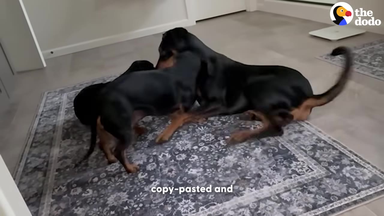 A black and tan dog plays with a smaller, similar-looking puppy on a patterned rug.