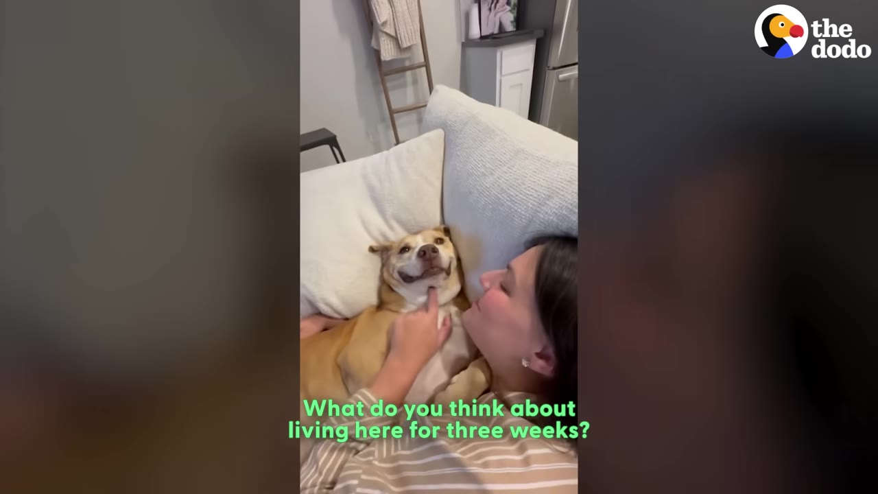 A tan and white dog lies on a white couch next to a woman who is gently scratching his chin, while he smiles widely.