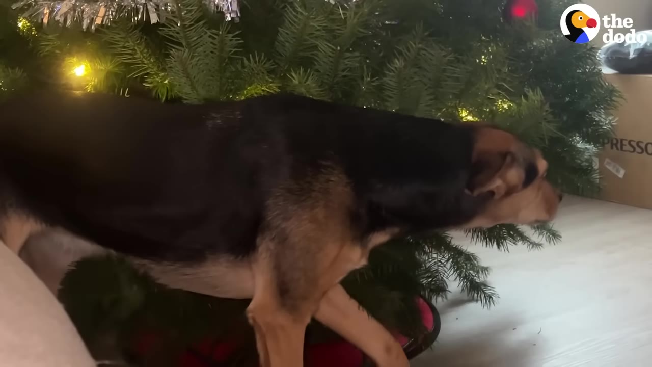 A medium-sized brown and black dog standing underneath the branches of a decorated Christmas tree.