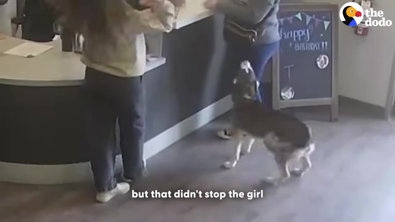 A dog stands on its hind legs near a reception desk, looking up at a woman who has come to collect her.
