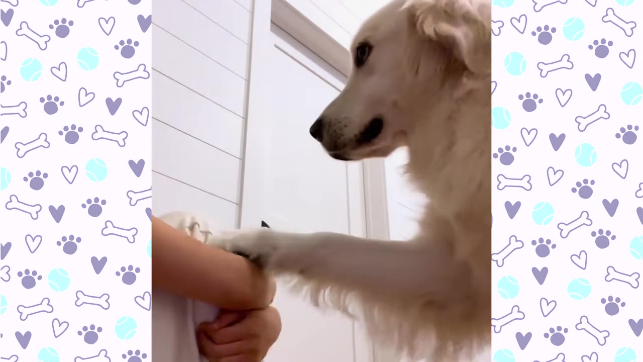 A light-colored dog places its paw on a person's arm in a gentle, alerting gesture.