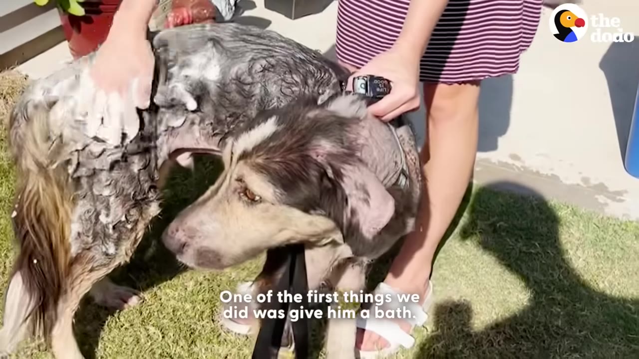 A dog with patchy fur is being washed with soapy water by a person outdoors on a grassy lawn.