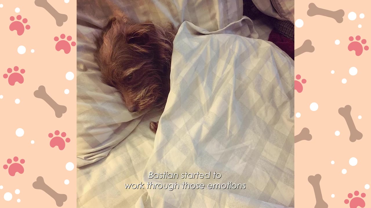 A small scruffy brown dog tucked under a white and grey checkered blanket on a bed, looking sad.