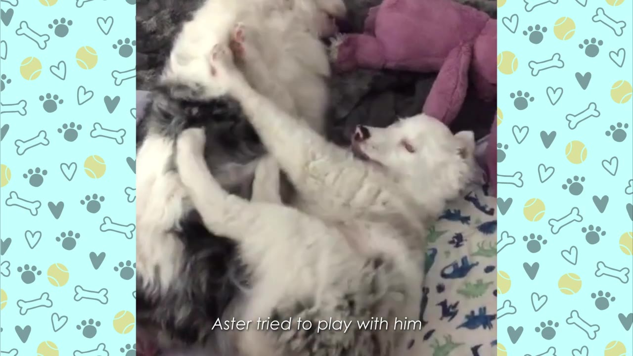 A fluffy white dog lies on its back, playfully kicking its legs up to interact with another dog next to it.