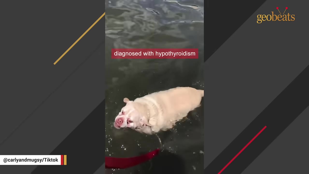 A light-colored dog swims in the water with a red leash visible, accompanied by a text overlay that reads 'diagnosed with hypothyroidism'.