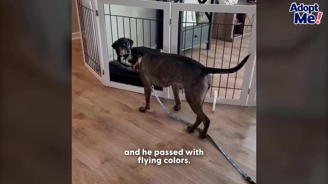 A brindle dog on a leash approaches a smaller black and tan dog sitting behind a white pet gate indoors.