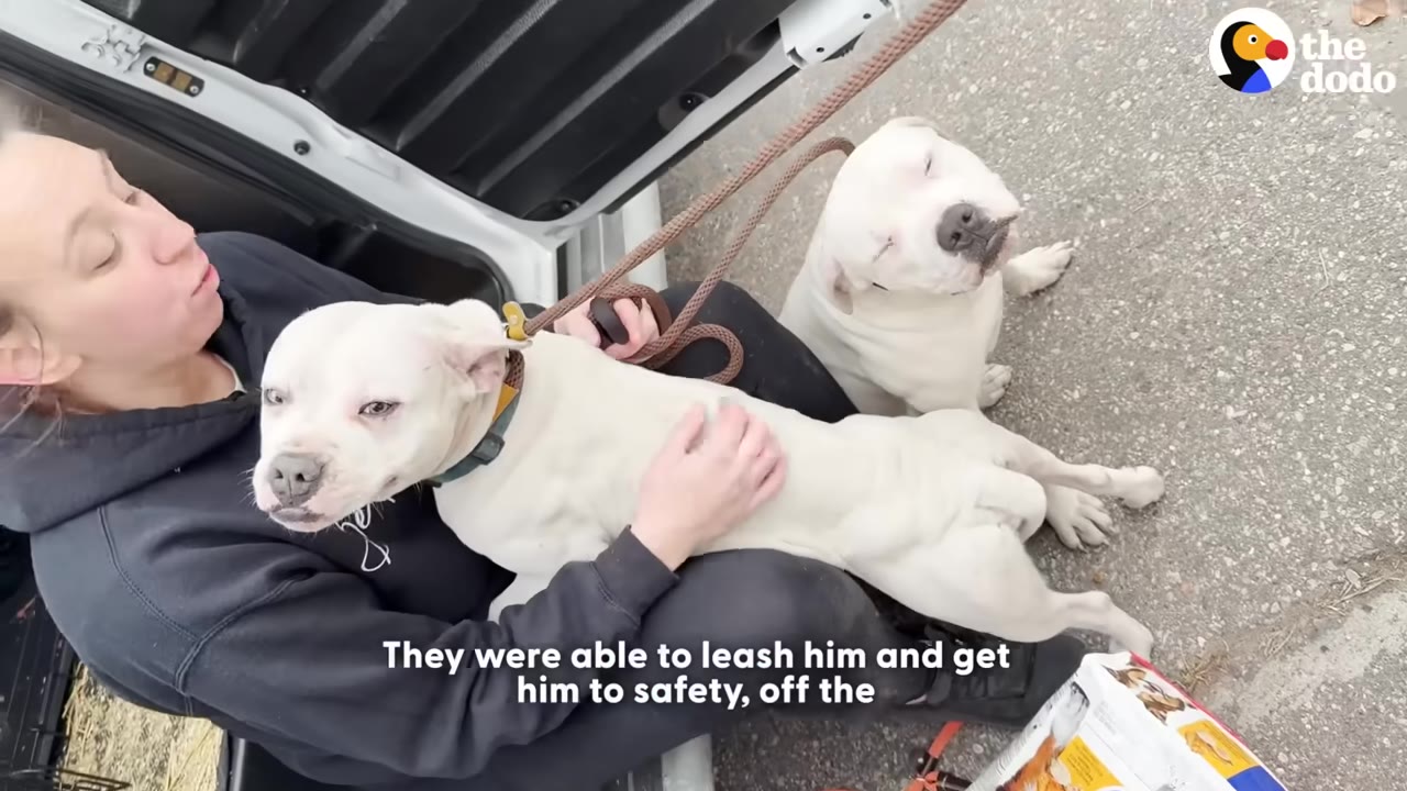 A woman sits on the ground by an open car door, holding a white dog on her lap while another white dog sits next to them on a leash.