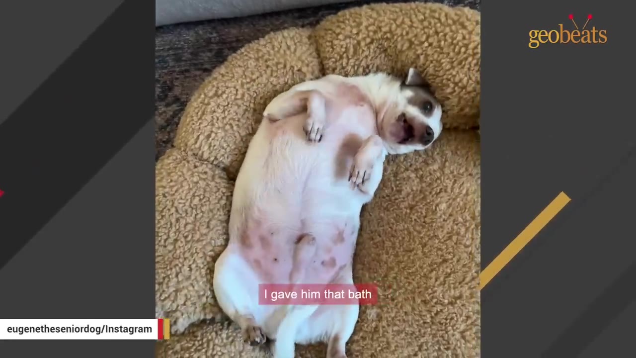 A small white and brown dog lies on his back in a fluffy dog bed, looking up with an open mouth.