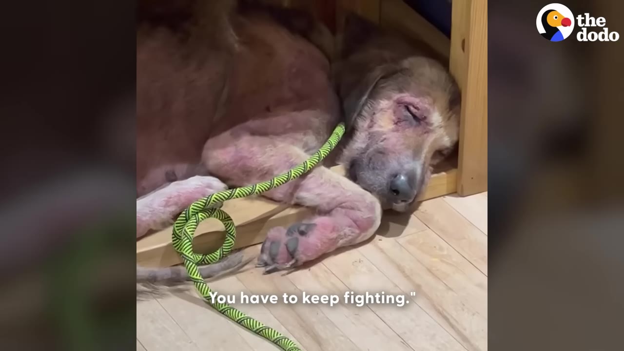 A close-up of a sick, hairless dog with red, irritated skin lying down with its eyes closed under a wooden structure, next to a green rope leash.