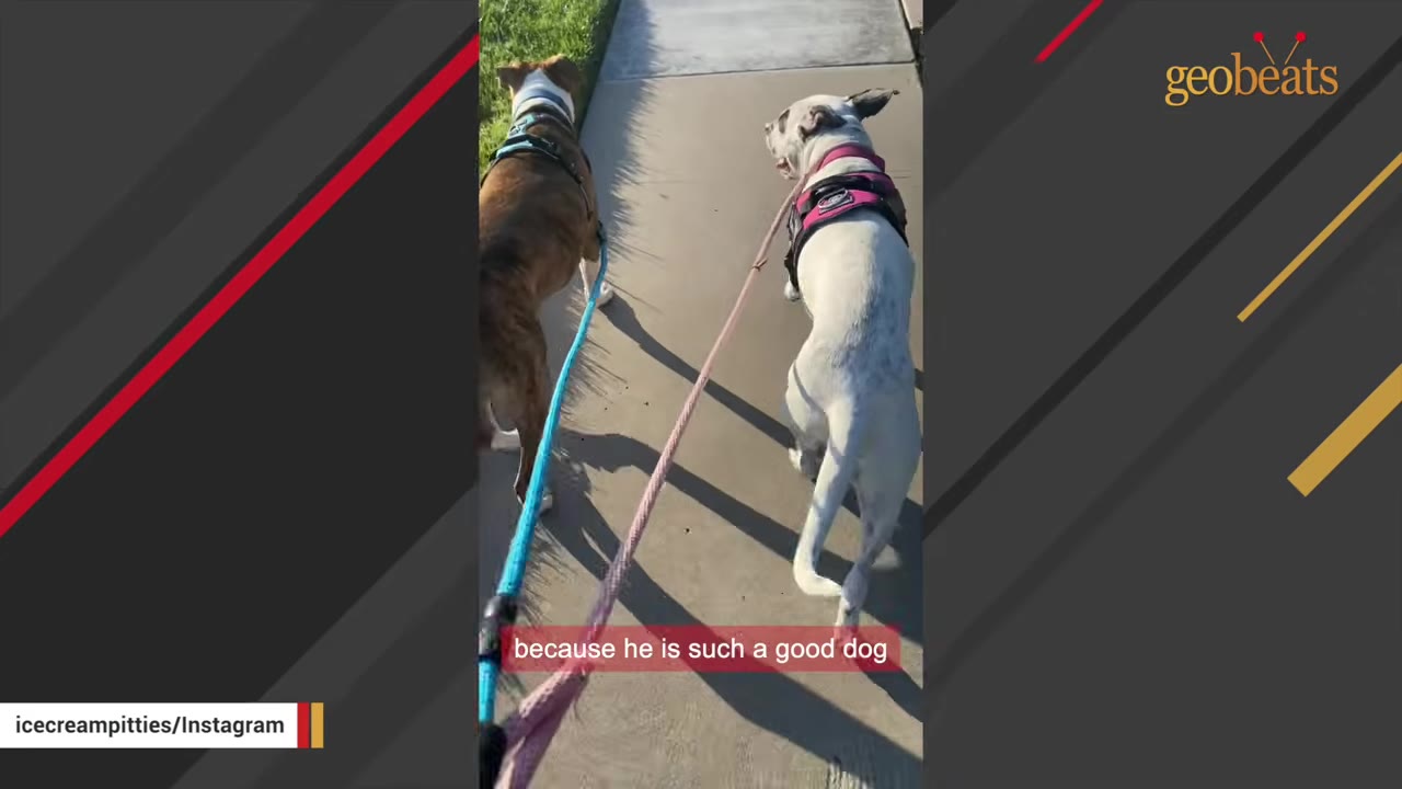 A brown and white dog and a white dog with black spots walk side-by-side on leashes along a sunny neighborhood sidewalk.