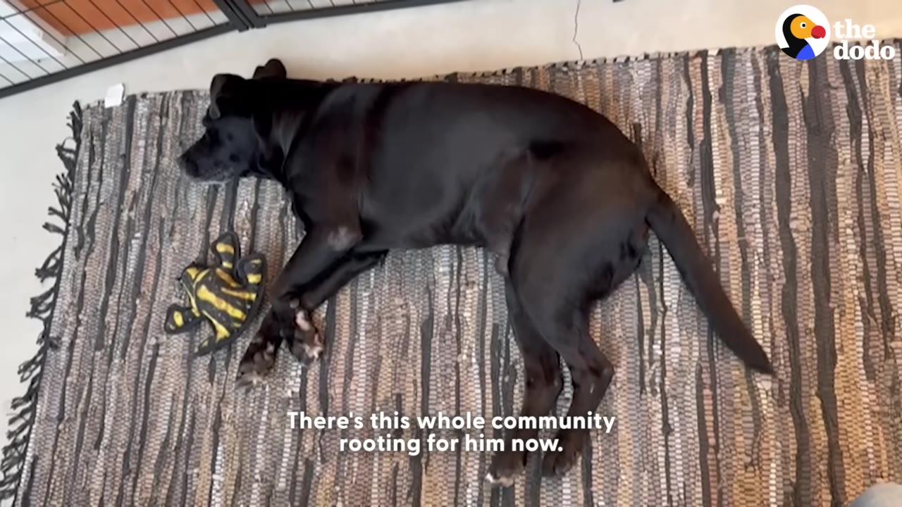 A black dog named Duncan lies peacefully on a striped rug next to a yellow and black toy.