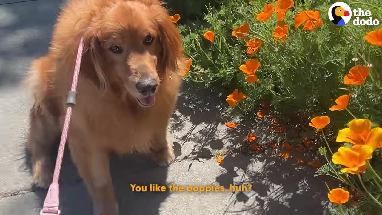 A golden retriever on a pink leash sits on a concrete sidewalk next to a patch of bright orange poppies.