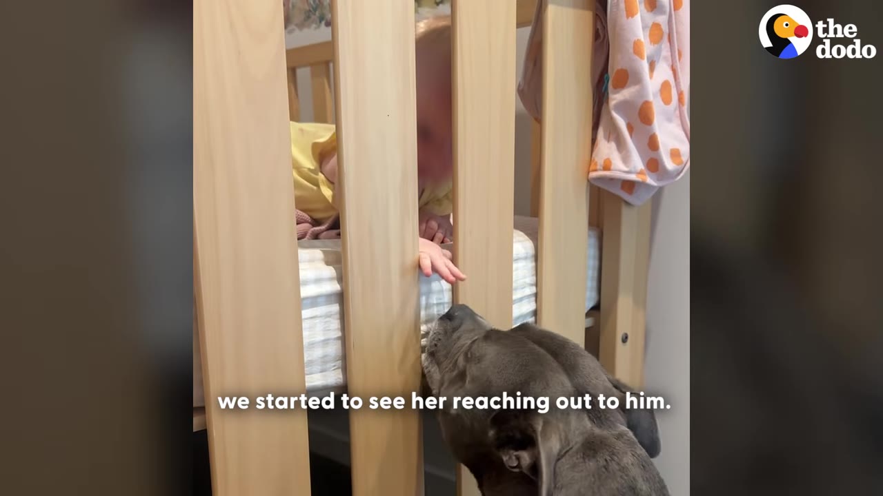 A baby in a crib reaches her hand through the wooden slats toward a grey dog looking up at her.