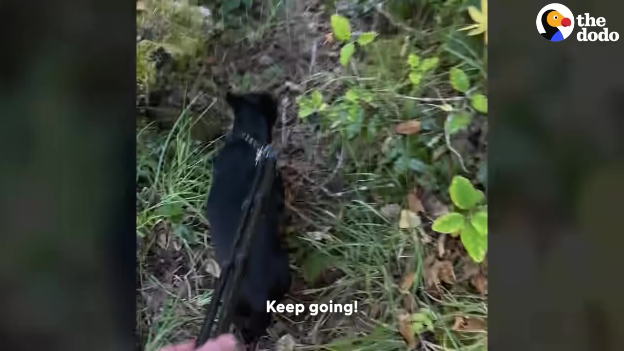A small black dog walks along a forested trail, tethered to a camera tripod being used as a makeshift leash.