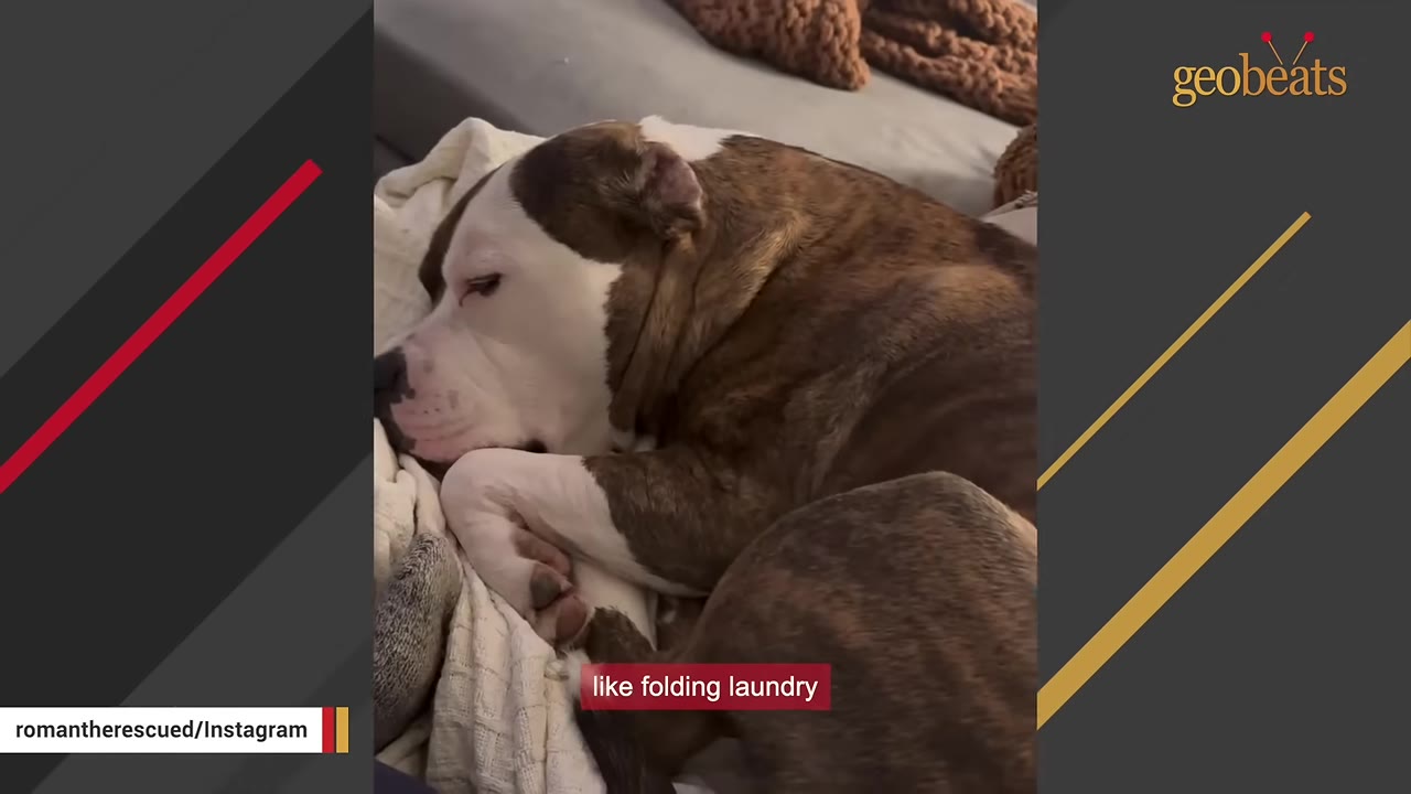 A brown and white dog sleeping peacefully on a soft blanket.