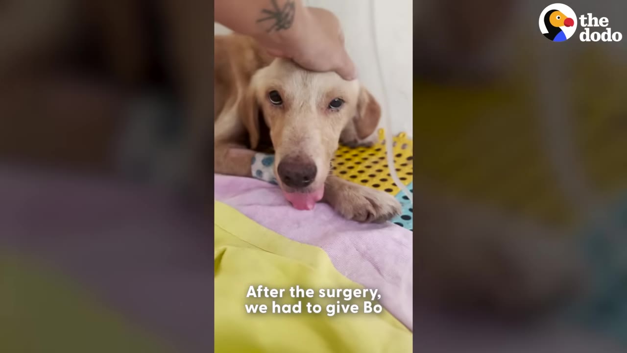 A light brown dog named Bo lies on a colorful blanket with a bandage on his front leg, looking up as a hand gently pets his head.