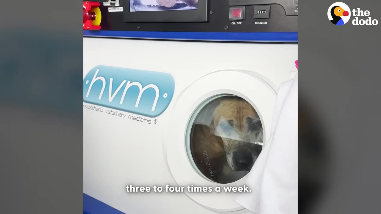 A brown dog looks out from the circular window of a white hyperbaric veterinary medicine chamber.