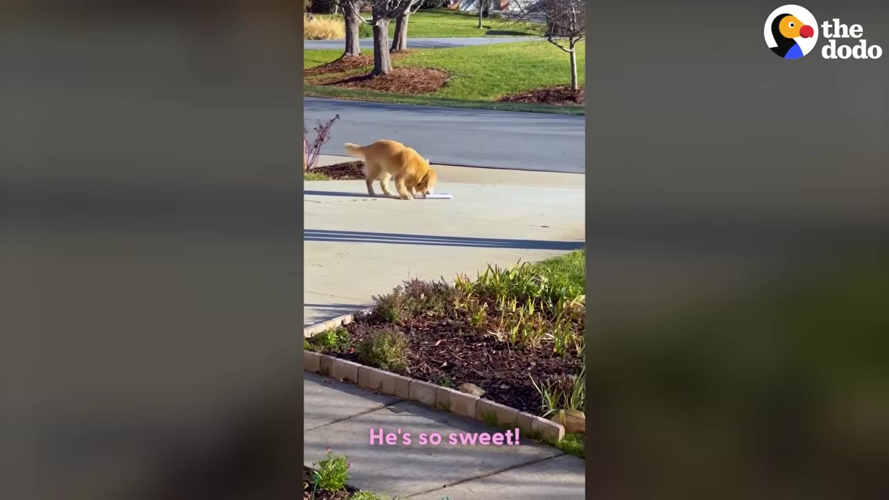 A golden retriever walks on a concrete driveway to pick up a newspaper.