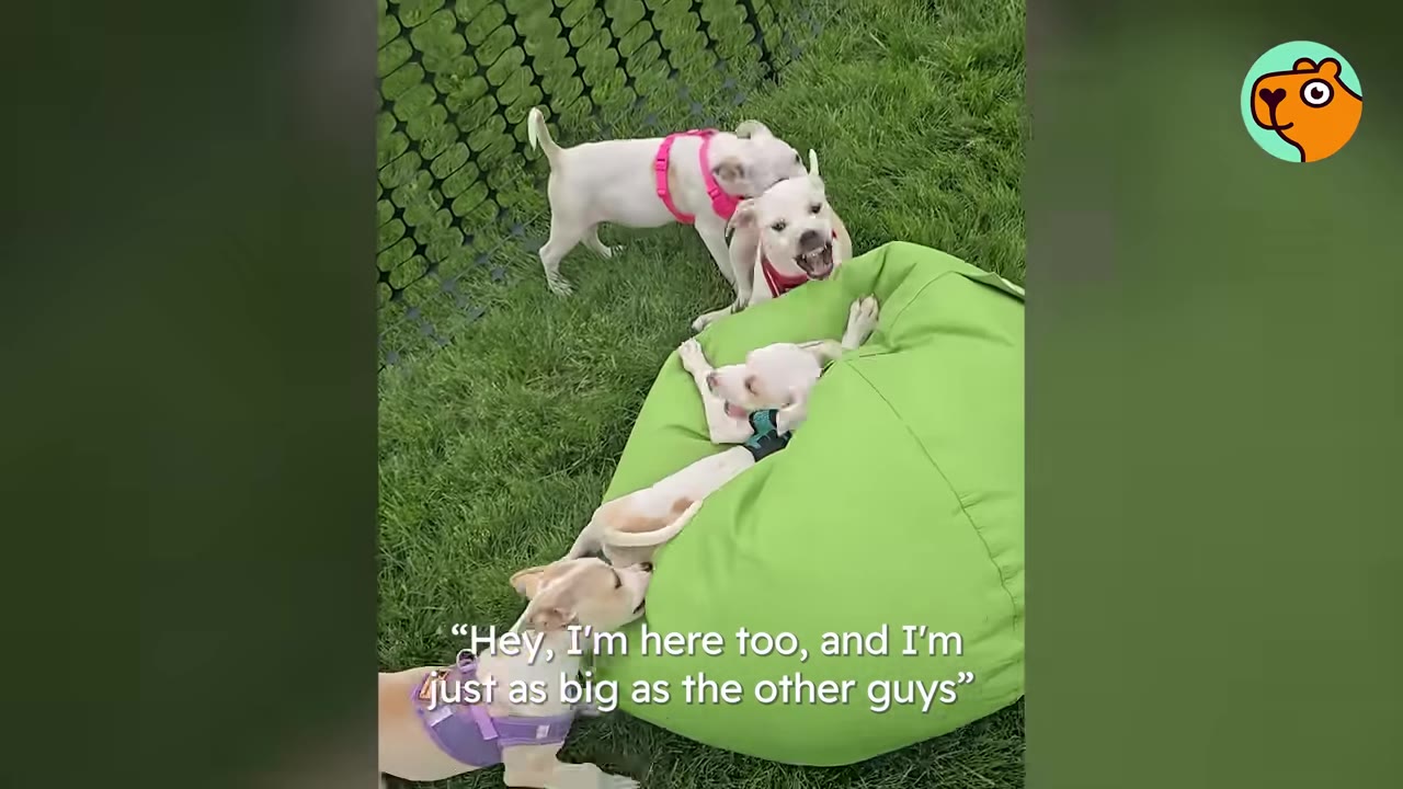 Four small white and tan puppies playing together on a green beanbag chair on a grassy lawn.