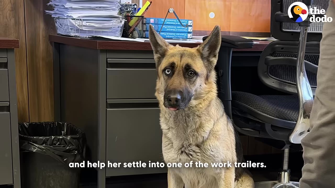 A German Shepherd with one blue eye and one brown eye sits calmly inside an office trailer next to a desk and chair.