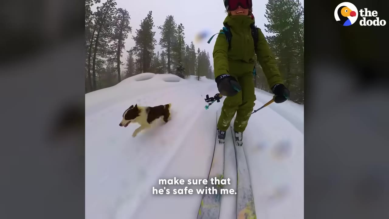 A person in a green ski suit and helmet skiing down a snowy slope with a black and white dog running alongside them.