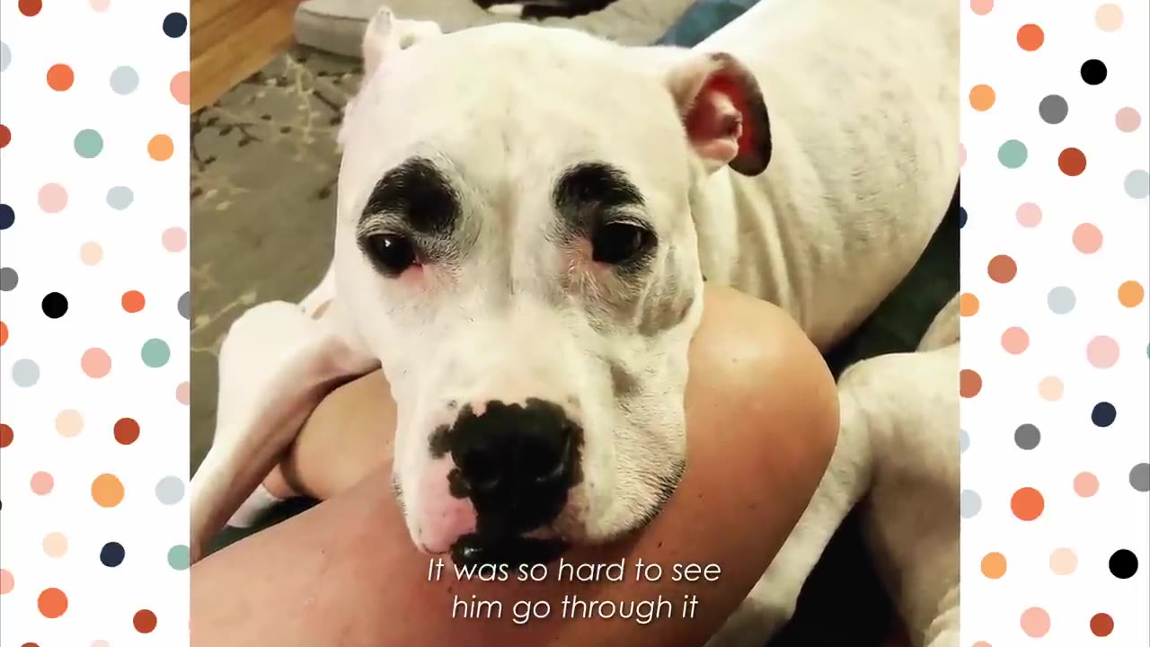 A white dog with black markings resembling eyebrows rests his head sadly on a person's leg, looking directly at the camera.