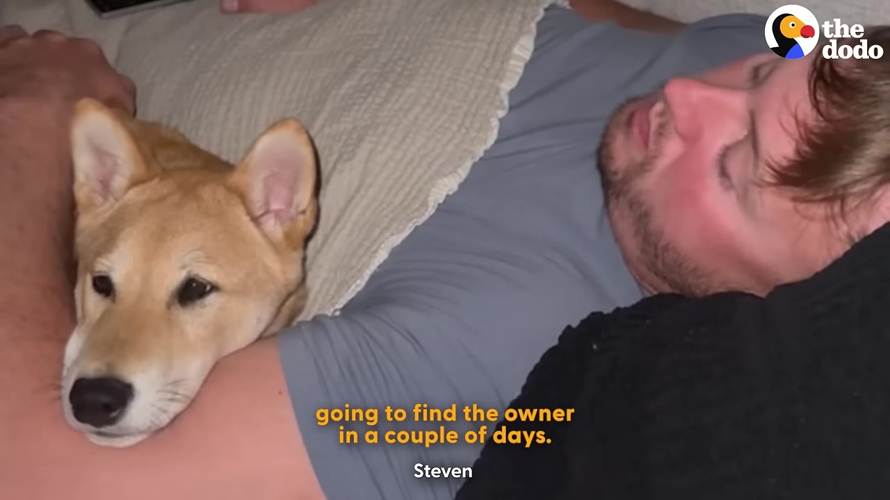 A man named Steven lies in bed with a tan Shiba Inu dog resting its head on his arm.
