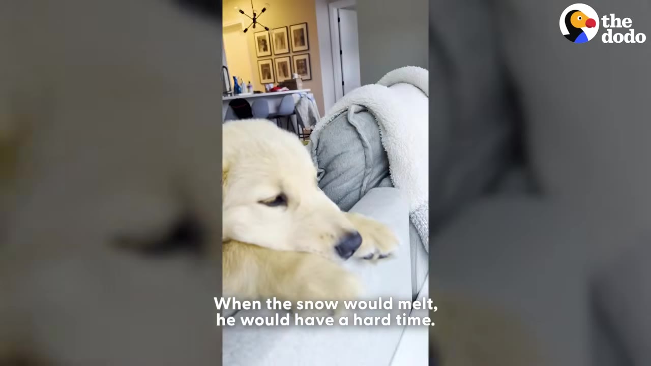 A golden retriever puppy rests its head on the arm of a grey couch indoors, looking slightly downcast.