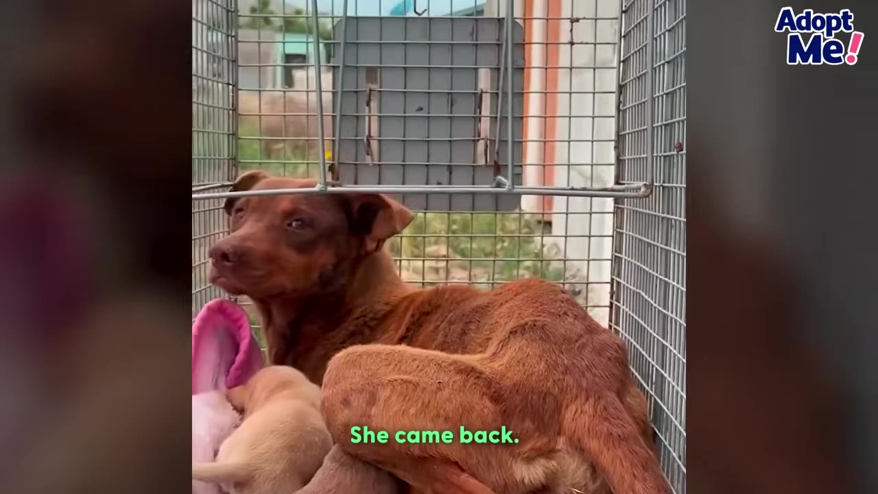 A brown mother dog inside a wire cage with her small puppies, with text overlay reading 'She came back.'